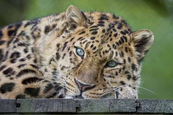 Le leopardest dans la nature. Museau à proximité