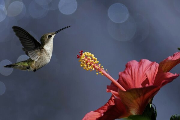 The smallest bird is a hummingbird