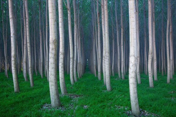 Зелёная трава деревья в лесу