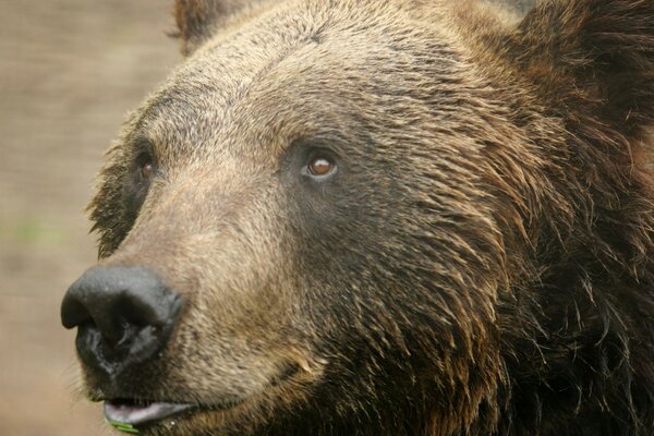 Niebezpieczny niedźwiedź pokazuje język