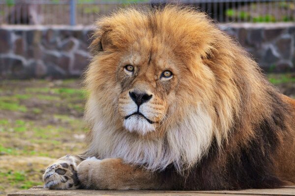 Der Löwe ist der König aller Tiere