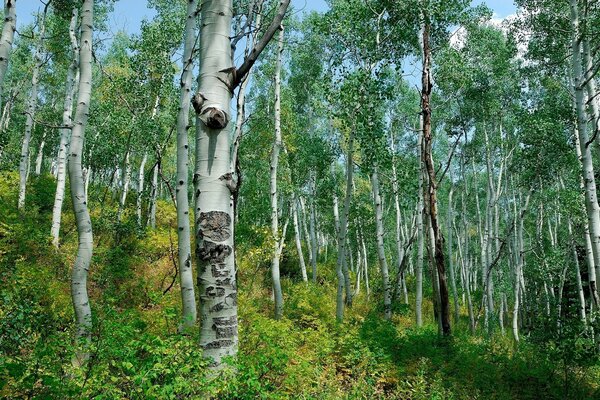 Bouleaux et buissons dans la forêt d été