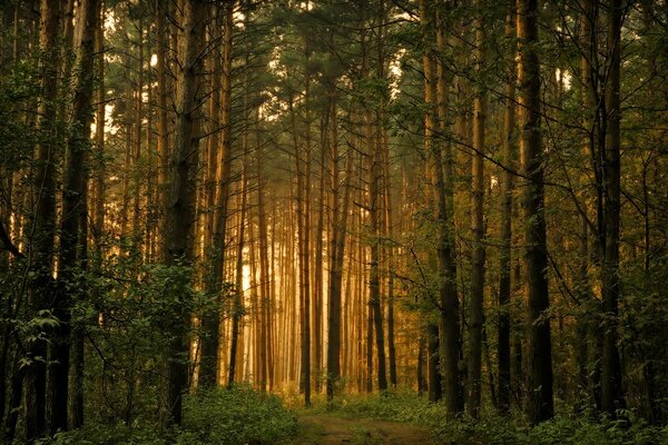 Sunset in a pine forest. Light through the trees