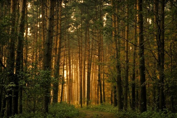 Tramonto nella pineta. Luce attraverso gli alberi