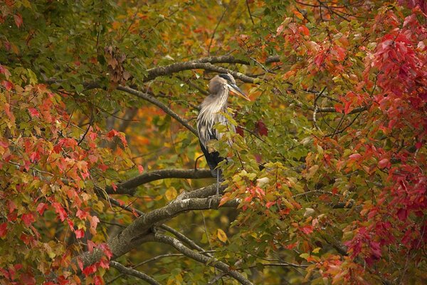 Grey heron in the autumn forest