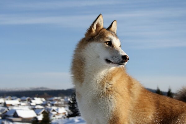 Laika è il migliore amico dell uomo