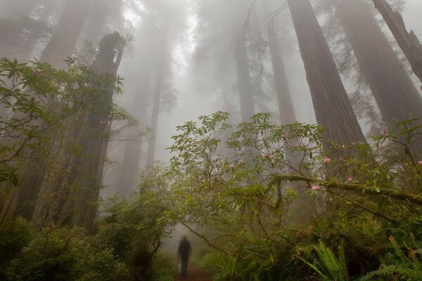 Uomo nella foresta nebbiosa che cammina lungo il sentiero