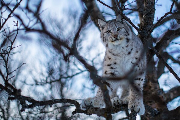 A large predatory cat on a tree