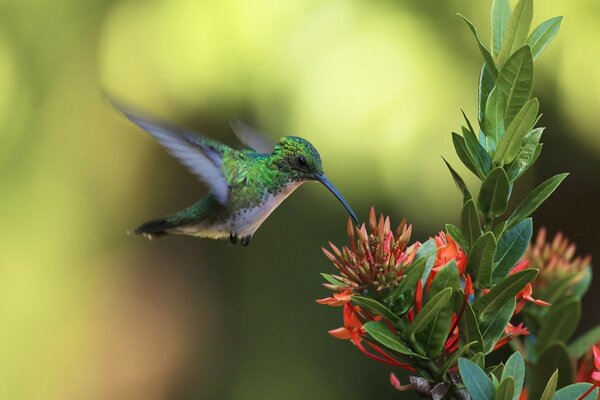 Il colibrì in pooete si nutre di polline