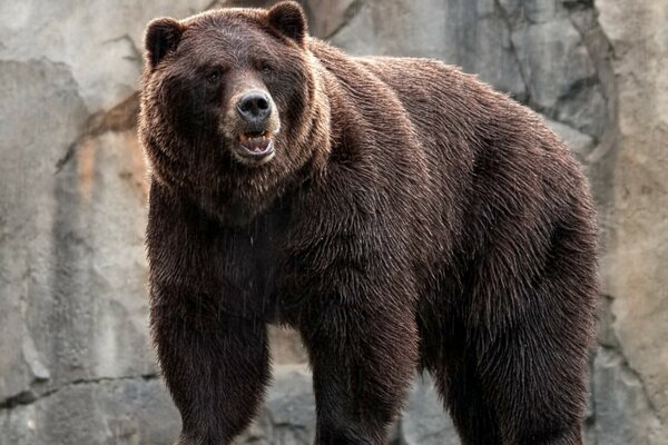 Una gran bestia. Un oso en el zoológico