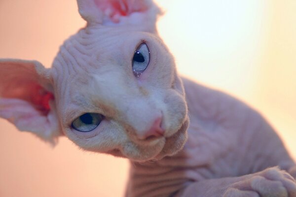 Sphinx Katze mit blauen Augen