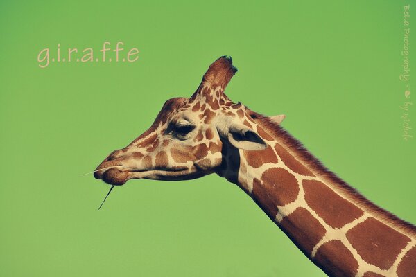 Image d une girafe sur un fond Uni avec inscription