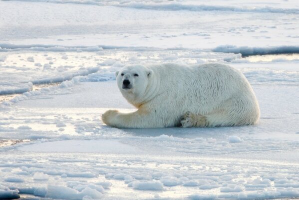 Ours polaire se trouve sur la neige