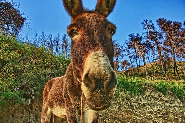 Ein Esel am Fuße des Berges kaut Gras