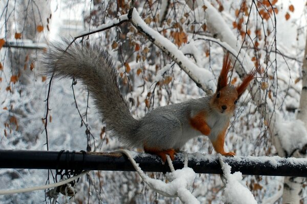 Fluffy squirrel in the winter forest