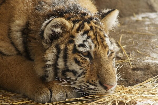 La tigre ha deciso di riposare dopo la caccia