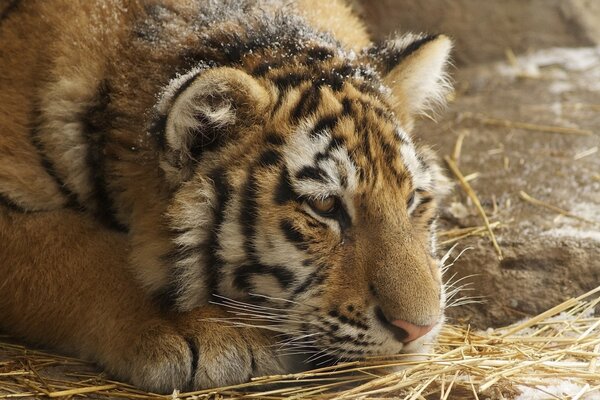 Тигр решил отдохнуть после охоты