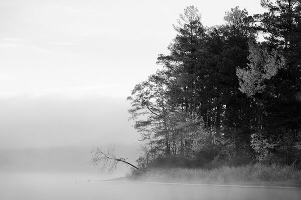 Lake shore in fog with trees