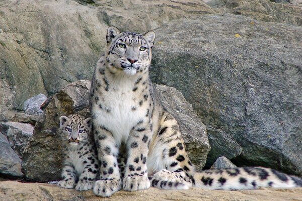 Maman et fils. Fils copie maman