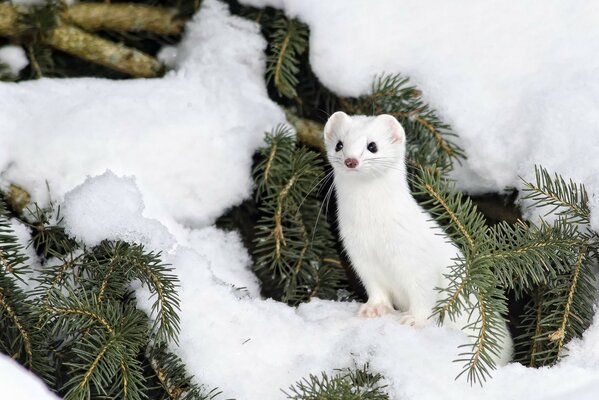 A white ermine hides in a snow tree