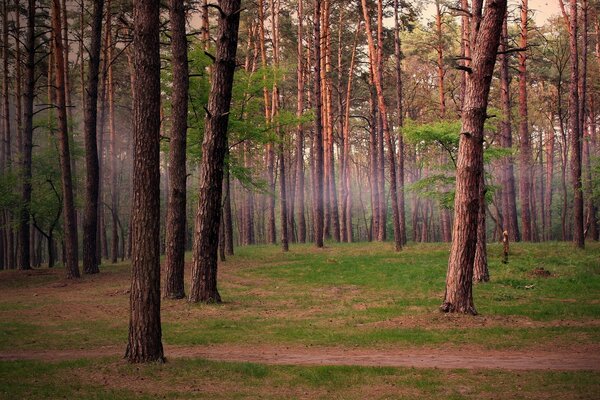 Pine forest and light fog between the trees