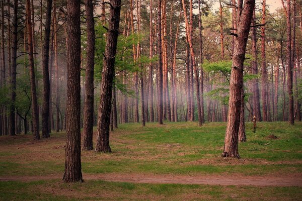 Сосновый лес и лёгкий туман между деревьями