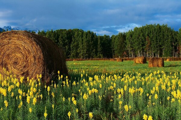 Feld mit Blumen und Heu mit Bergen im Hintergrund