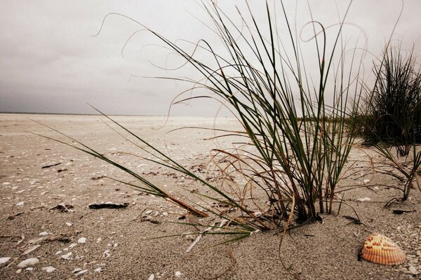 Gras wächst am Meer. Eine Muschel, die am Ufer liegt