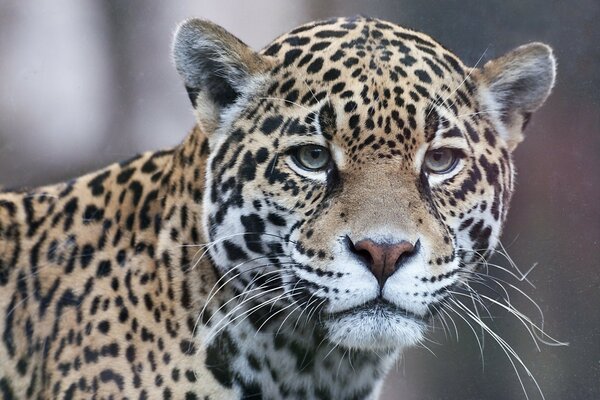 Jaguar siła natury, smutne spojrzenie