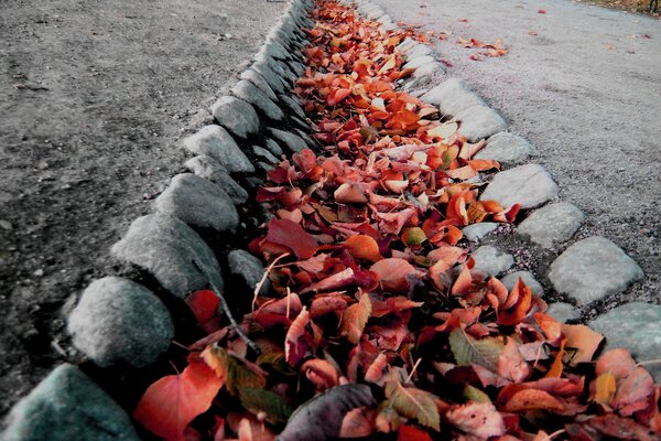 Las hojas rojas hacen un camino entre las piedras