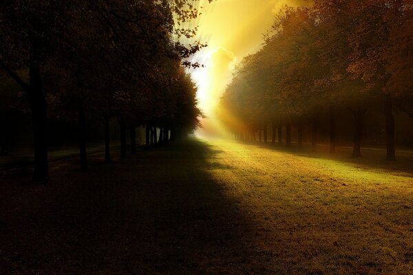 La lumière du soleil tombe à travers les arbres avec une belle ombre