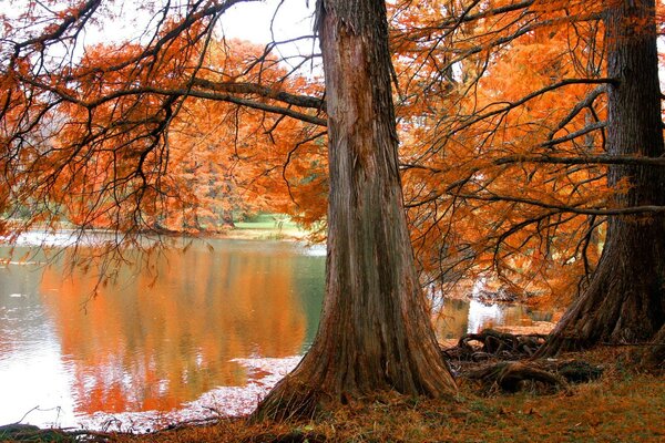 Día de otoño y árbol junto al lago