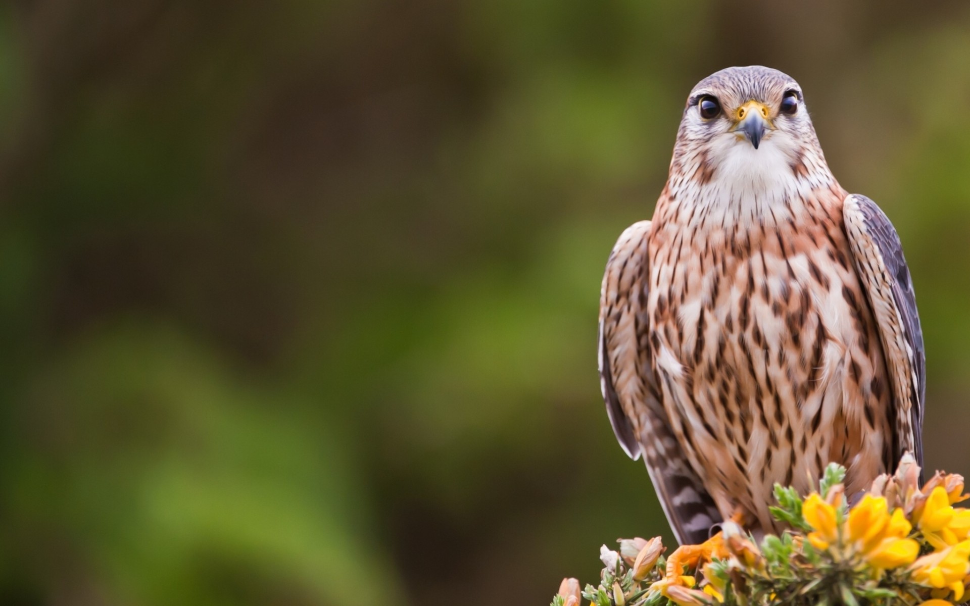 birds merlin predator