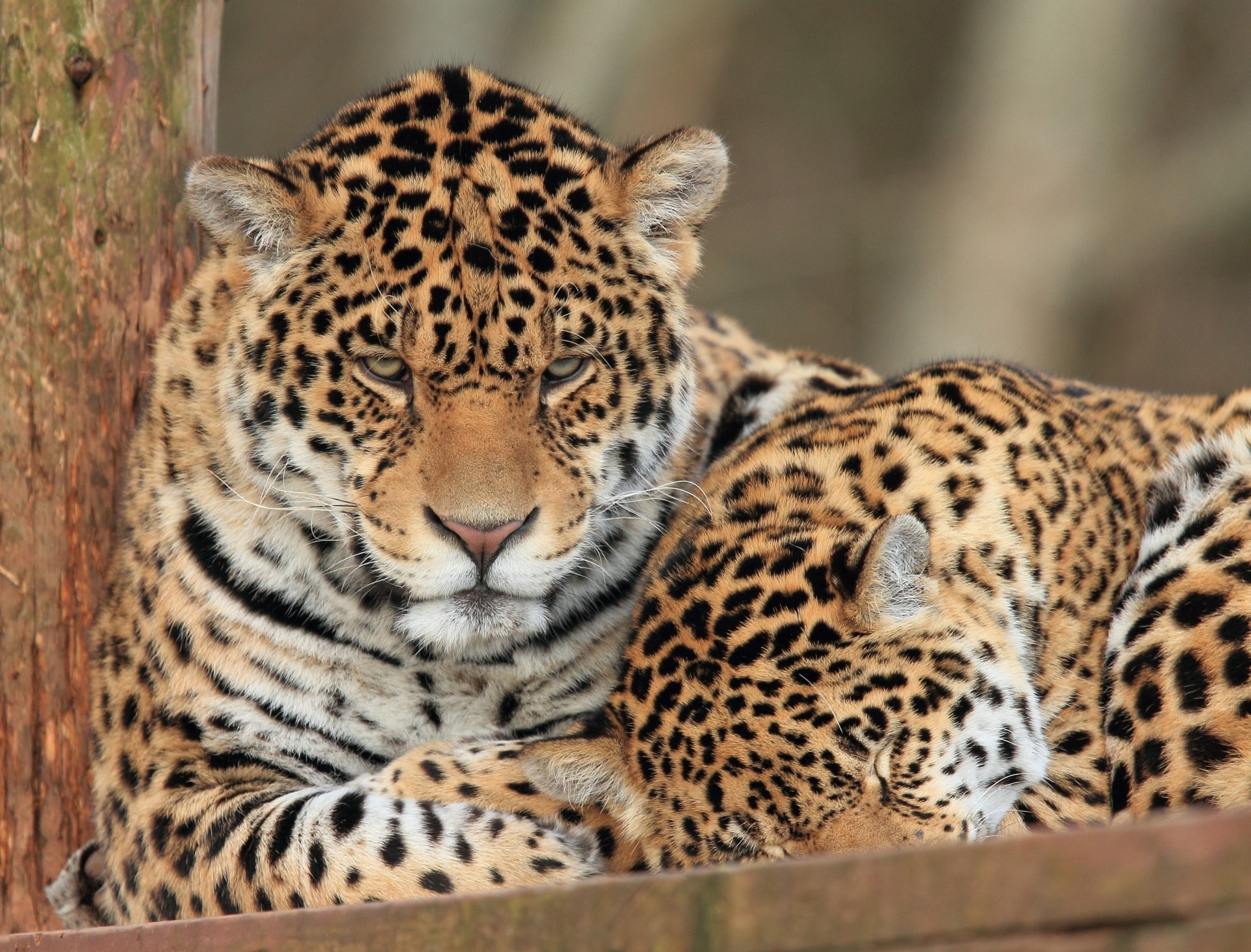 chats sauvages jaguars couple