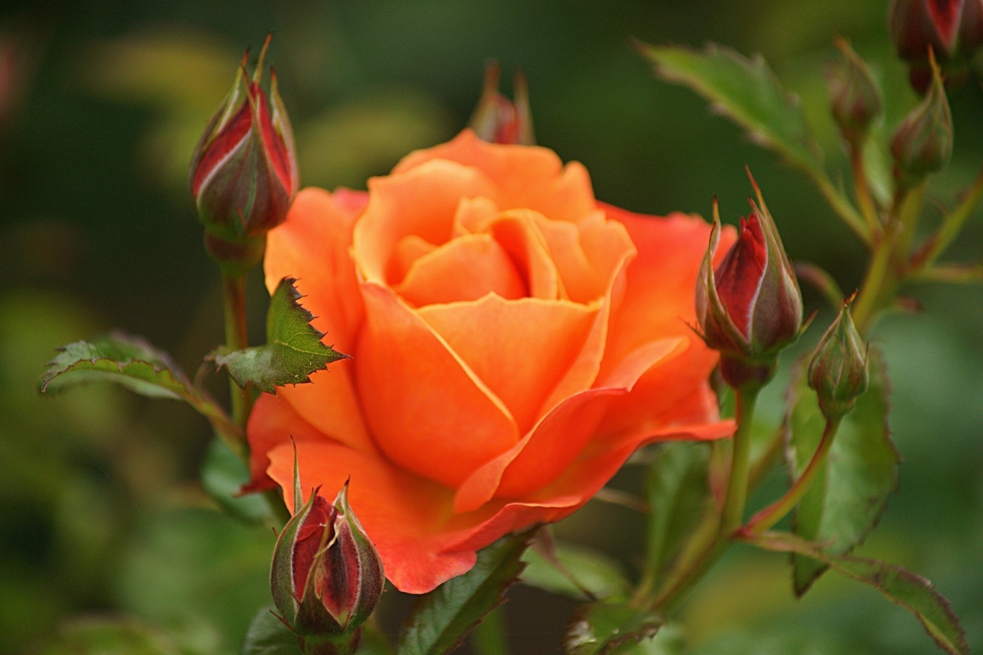 close up rose bud