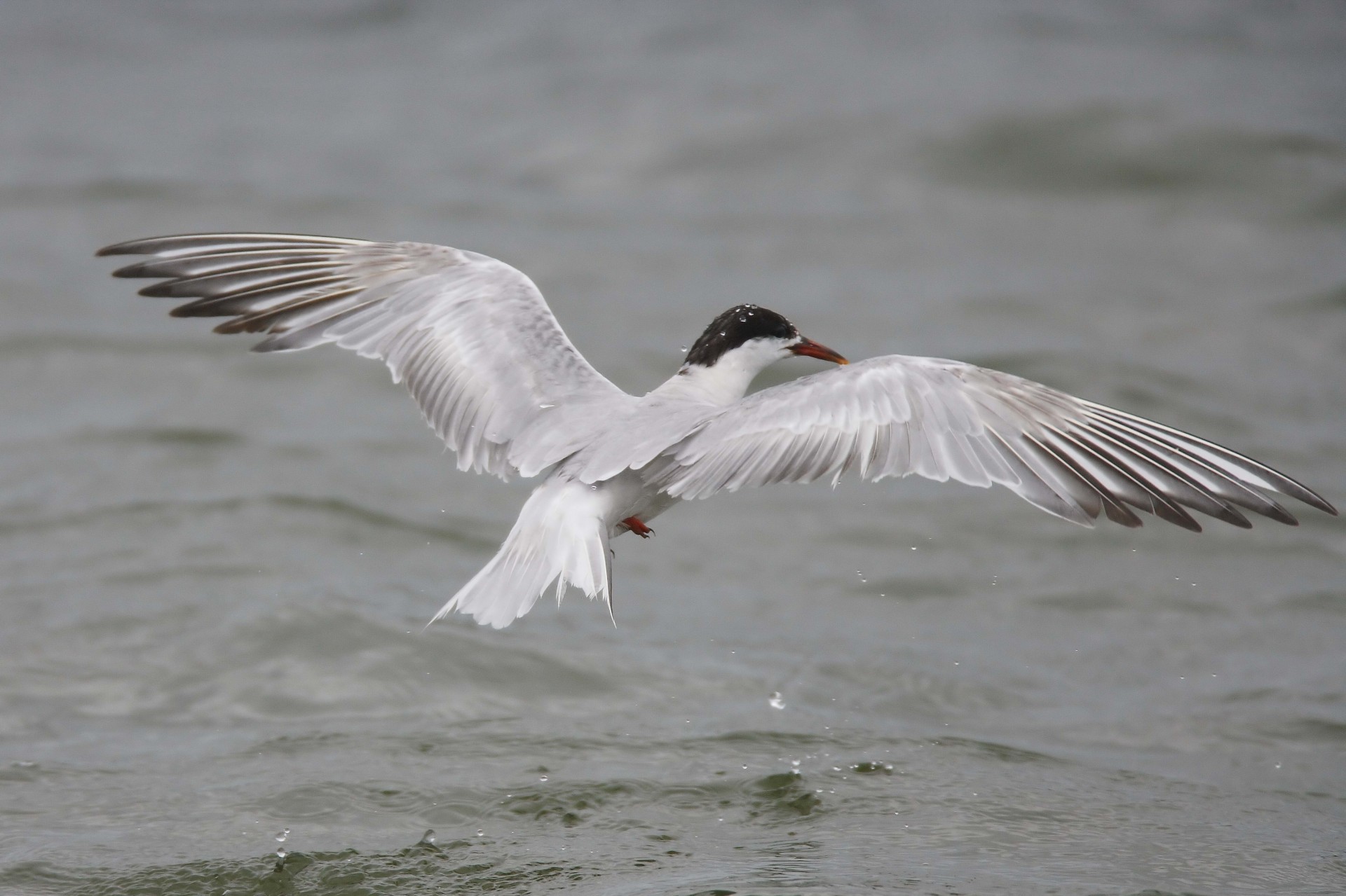 oiseaux mouette eau