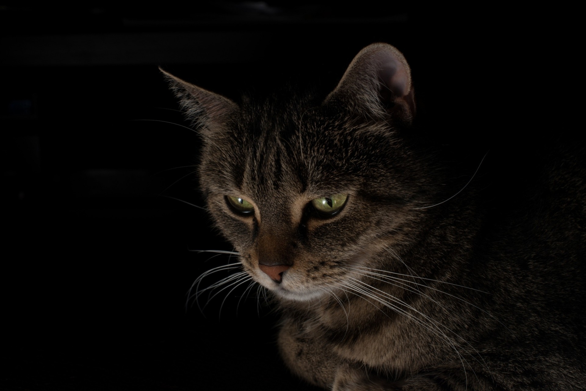 grey black background views cat