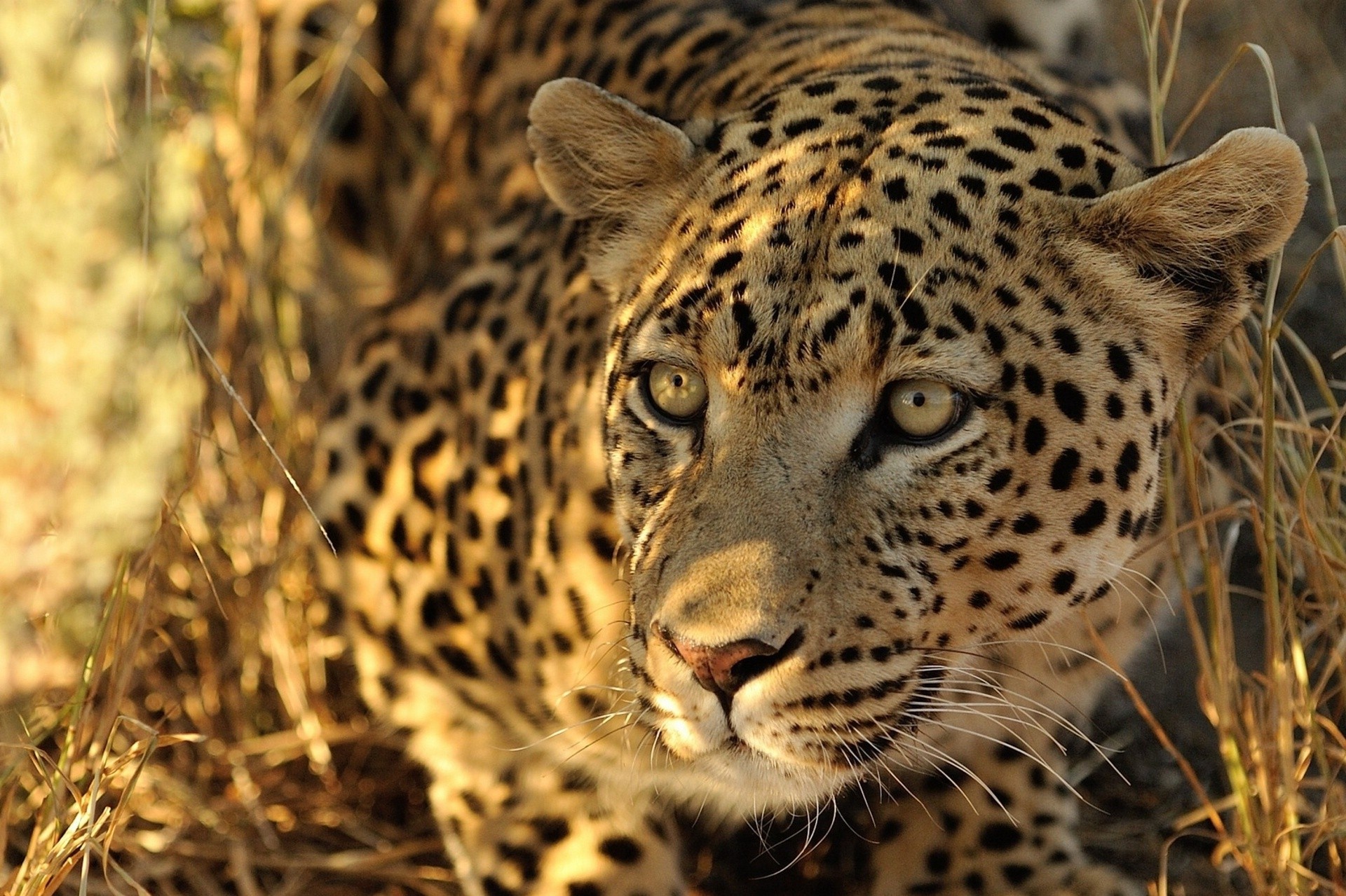 teeth wild cat predator leopard