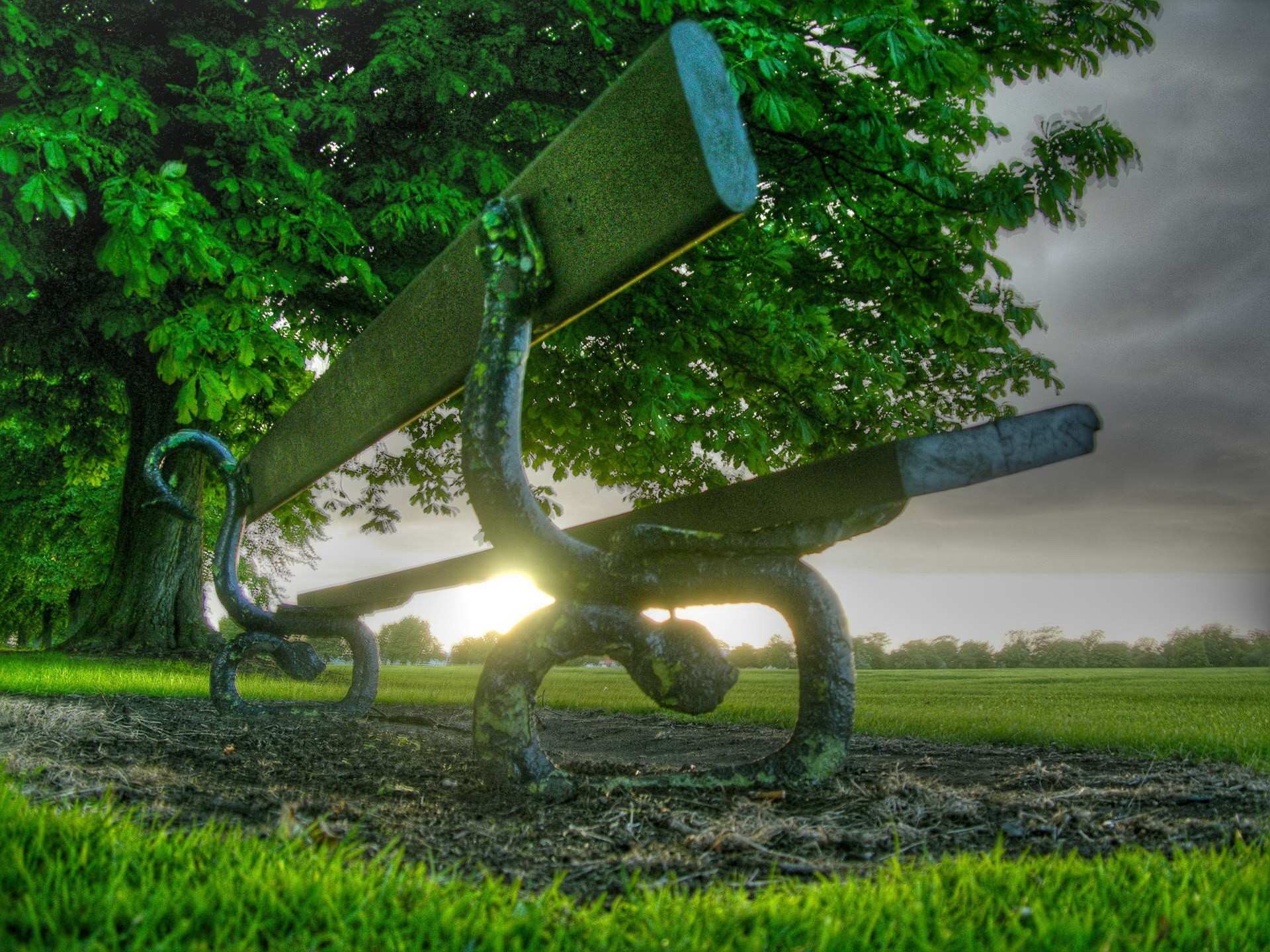 bench grass tree