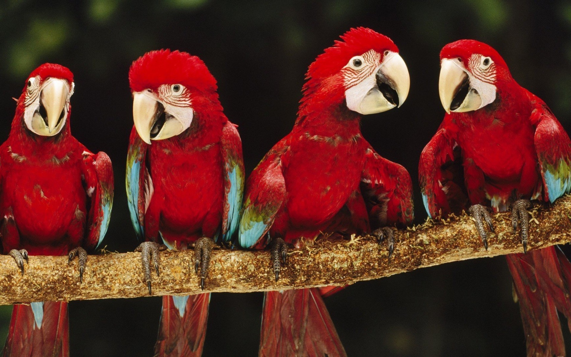 birds animals parrots red animals bird