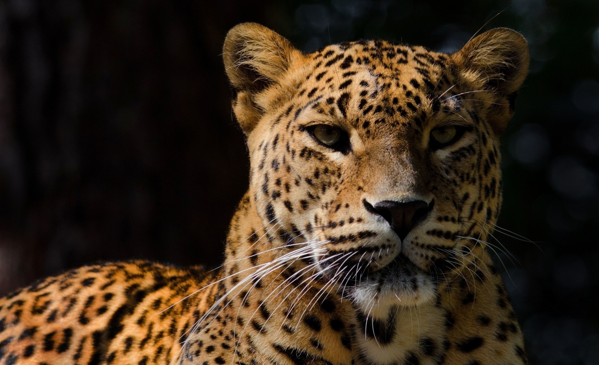 teeth dark background wild cat shadow leopard