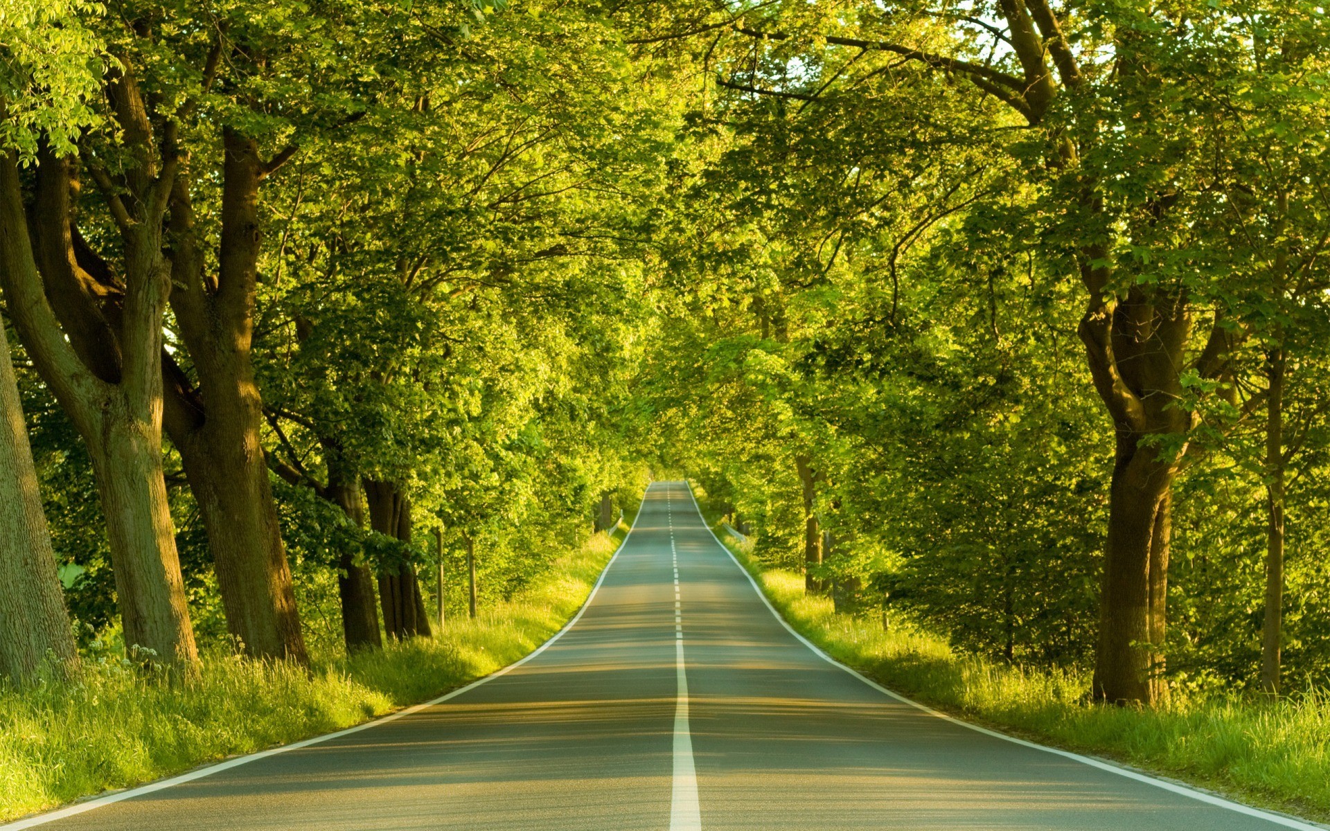 strada alberi primavera