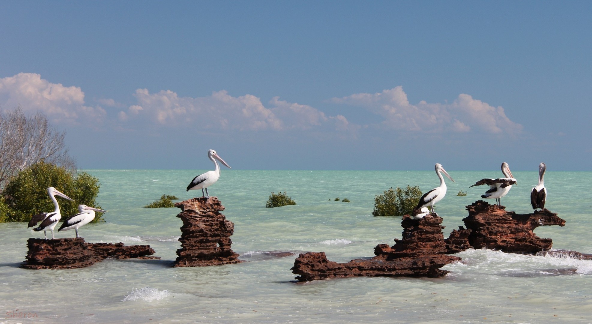 ea australia pelicans bird