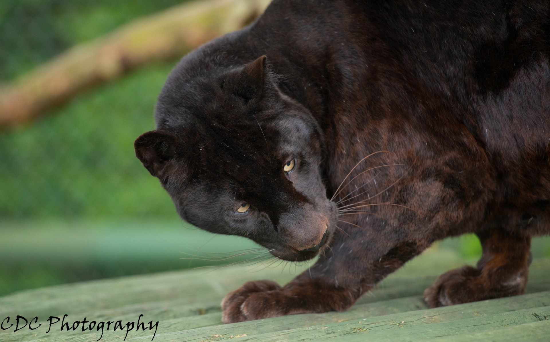 wild cat leopard panther