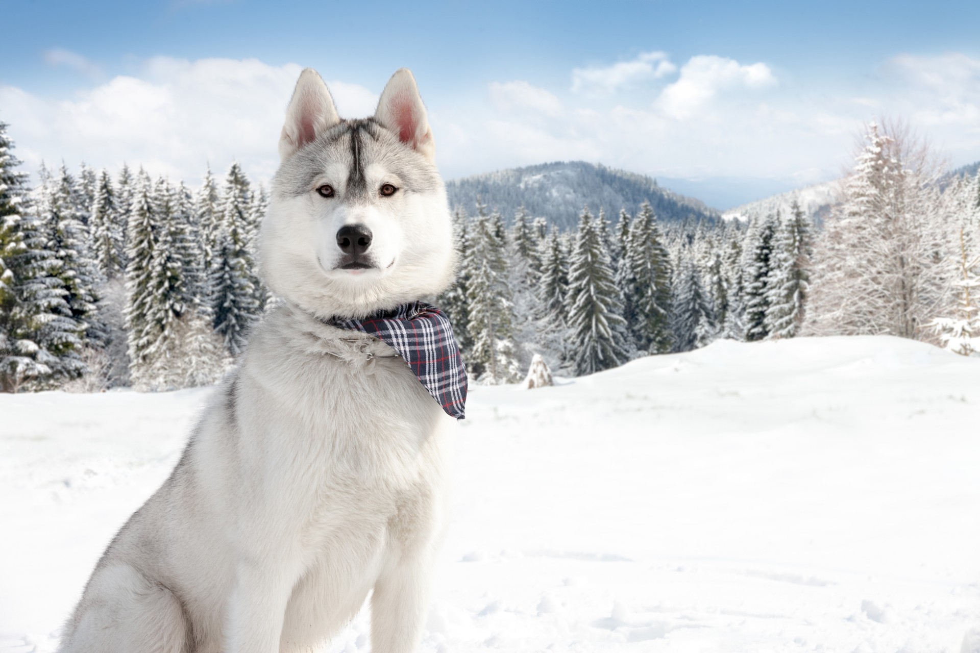 chiens neige hiver nature