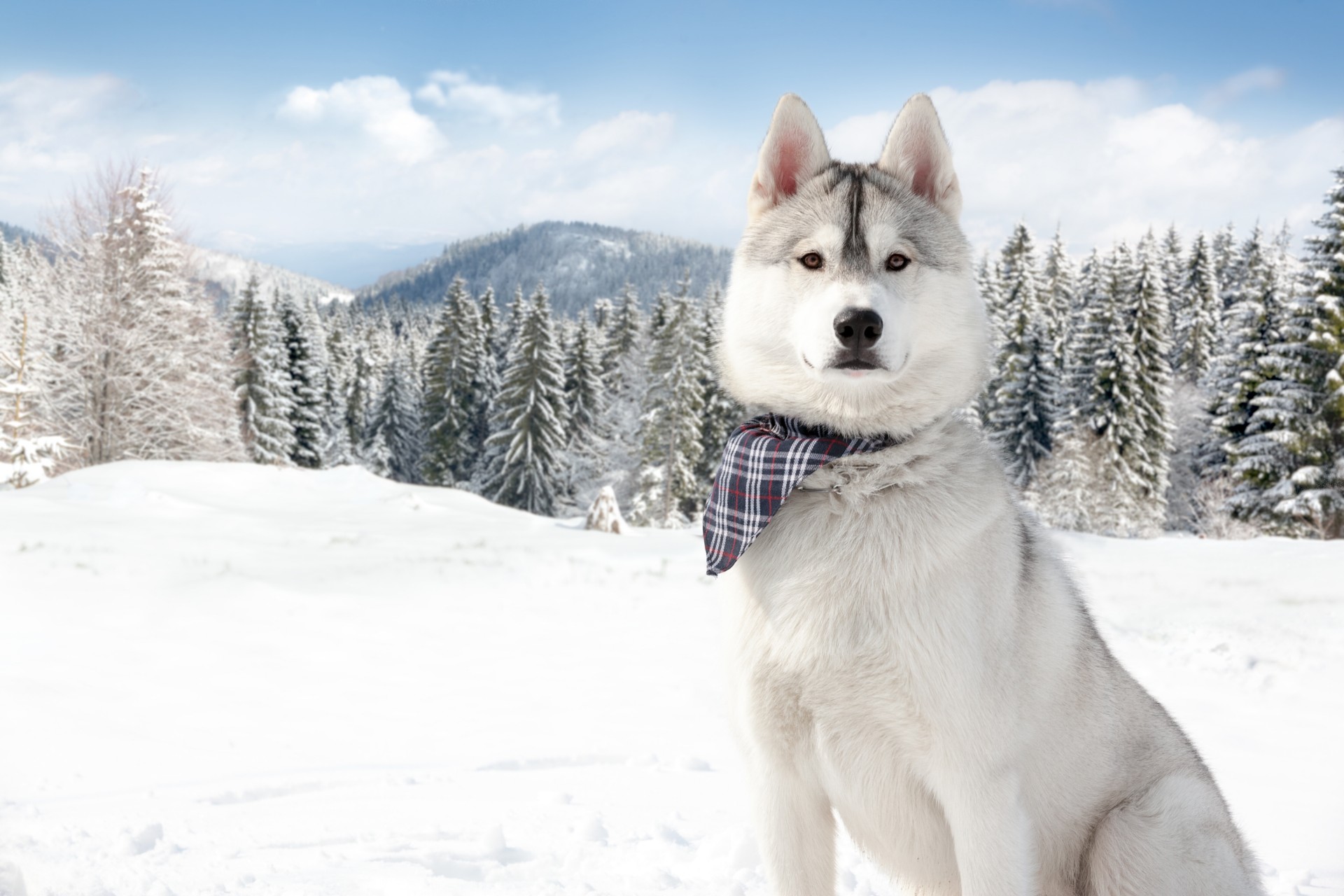 dog husky snow winter