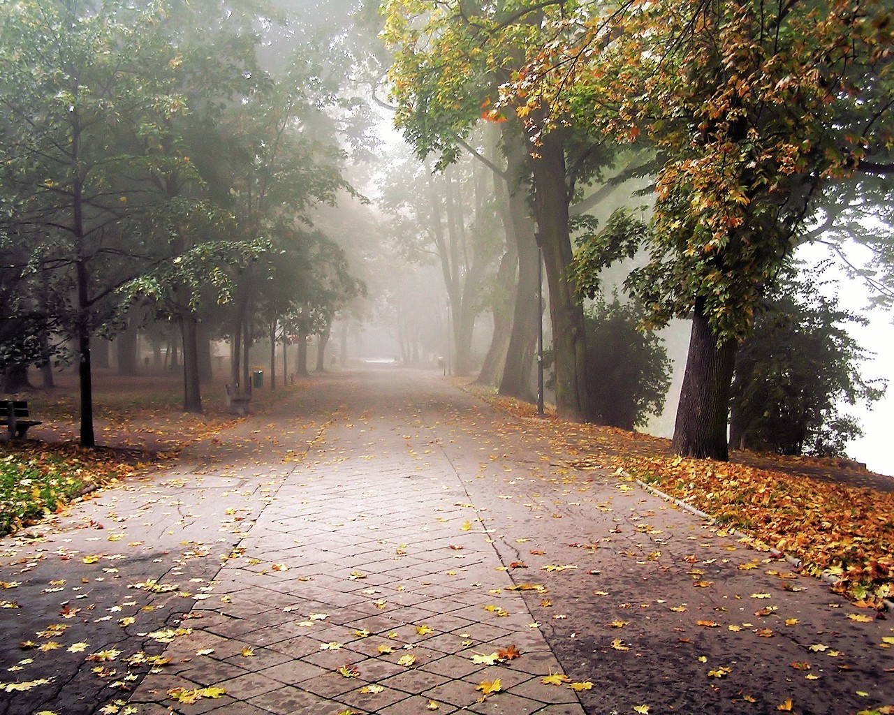 jesień park liście mgła