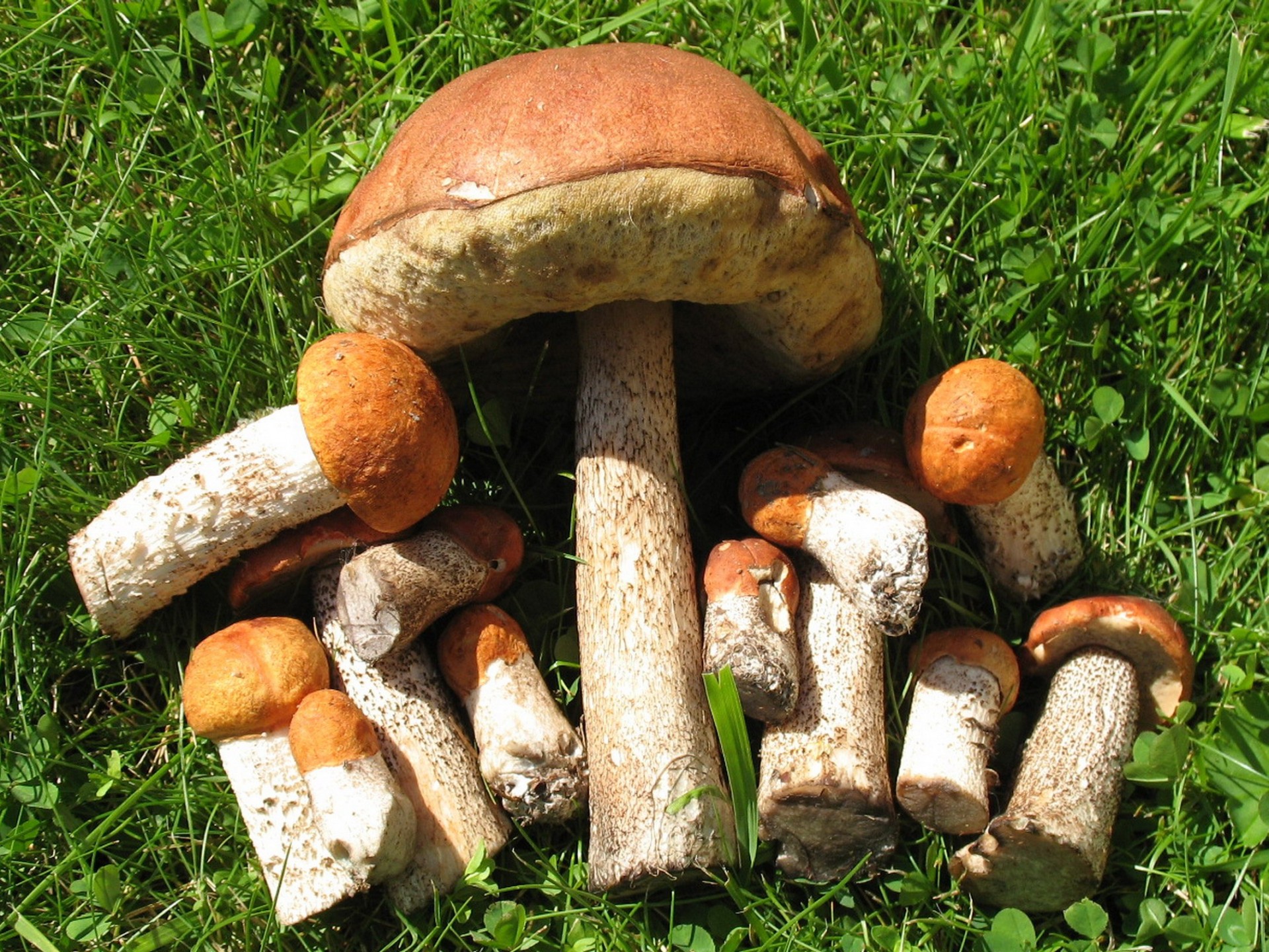 champignons herbe gros plan