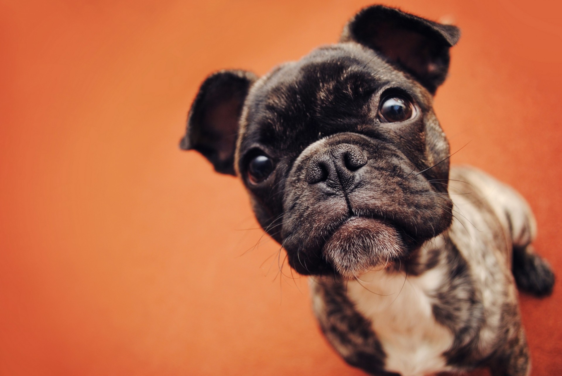 hund zähne französische bulldogge