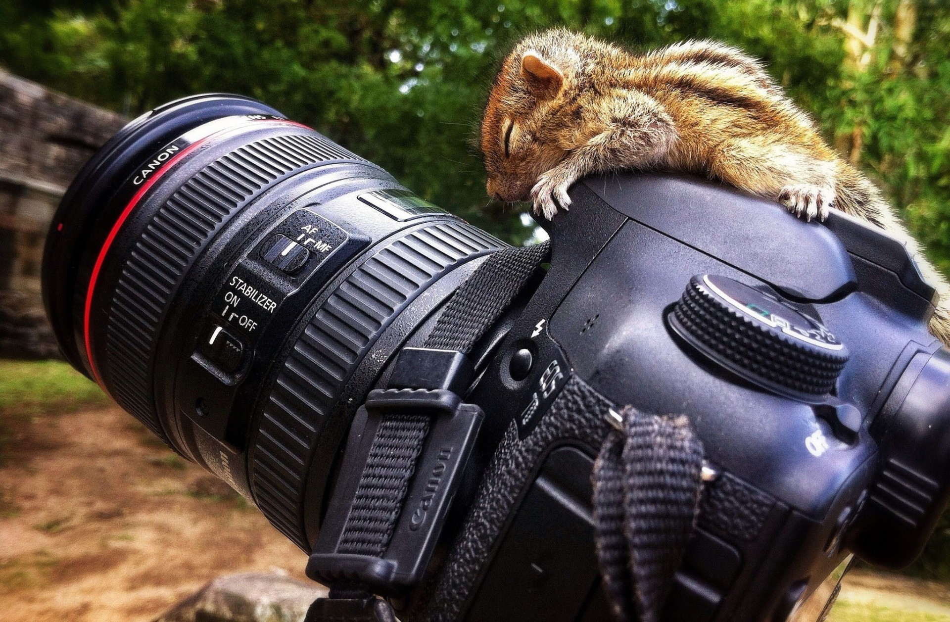 chipmunk canon fotografia macchina fotografica eo